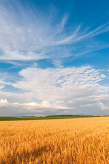 A field of golden wheat spikelets against a blue sky with beautiful white clouds.