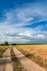 A field of golden wheat spikelets and a dirt road, against a blue sky with beautiful white clouds.