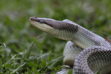 Fototapeta premium snake, ptyas fusca, a ptyas fusca snake in a meadow 