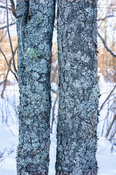 Alder trunks, the bark of which is covered with lichen