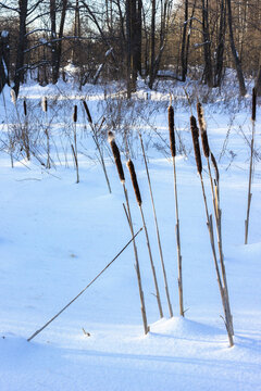 Cattail on a frozen swamp on a frosty February day in central Russia