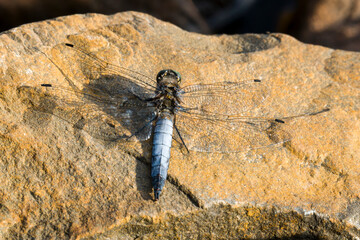 Großer Blaupfeil (Orthetrum cancellatum) Männchen	