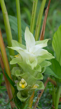 Curcuma comosa, a species of flowering plant in the ginger family. The plant is native to most of Asia, including Thailand, Indonesia