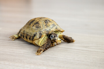 land turtle stuck its paws and head out of its shell