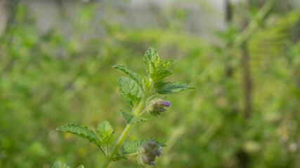 Mint leaves on a blurred background. One of the plants for various herbal treatments for diseases