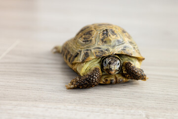 land turtle on a laminate in the room closeup