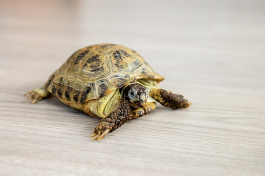 land turtle stuck its paws and head out of its shell