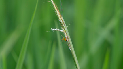 Aphids , small sap-sucking insects and members of the superfamily Aphidoidea. Common names include...