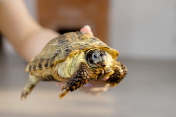 A pet land turtle on a child's arm
