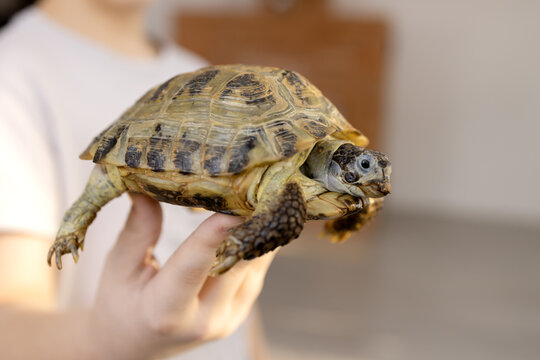 A pet land turtle on a boy's fingers at home - Powered by Adobe