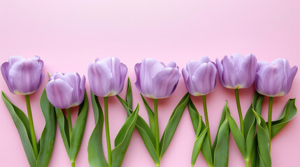 Purple Tulips Lined Up on Pink Background