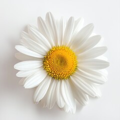 Obraz premium Simplicity in Bloom: Single White Daisy on a Clean Background