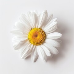 Simplicity in Bloom: Single White Daisy on a Clean Background