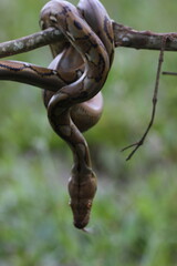 snake, python, a python wrapped around a log