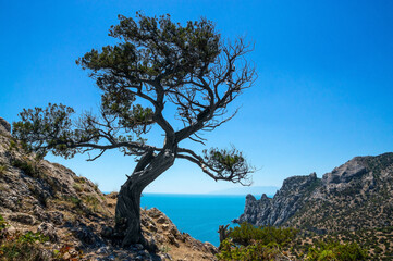 Juniper blown by the wind in the mountains