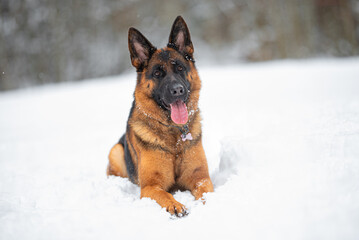 Beautiful purebred black and tan german shepherd portrait in the snow, white winter blurred background