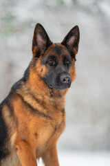 Fototapeta premium Beautiful purebred black and tan german shepherd portrait in the snow, white winter blurred background