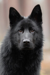 Pure black Wolfdog mix of German Shepherd and wolf, black gsd in the forest, near pine trees, black young predator posing,  blurred soft background