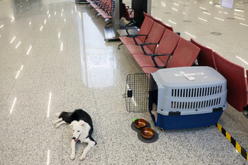 transportation of pets. traveler dog. Dog carriers for air travel. sat waiting for the plane....
