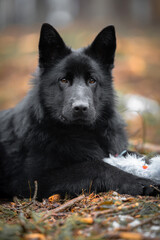 Pure black Wolfdog mix of German Shepherd and wolf, black gsd in the forest, near pine trees, black young predator posing,  blurred soft background