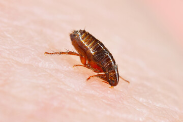 Dog flea (Ctenophalides canis) biting and drinking blood on human skin.