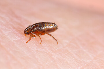 Dog flea (Ctenophalides canis) biting and drinking blood on human skin.