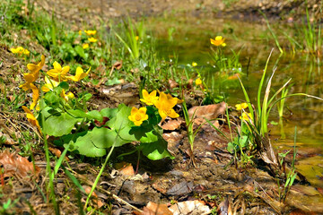 Marsh marigold (Caltha palustris) with yellow flowers growing in the water. Selective focus, fall background.