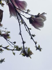 a view from below of the magnolia tree