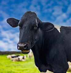 Vaca leiteira, Holstein Frísia, na passagem 