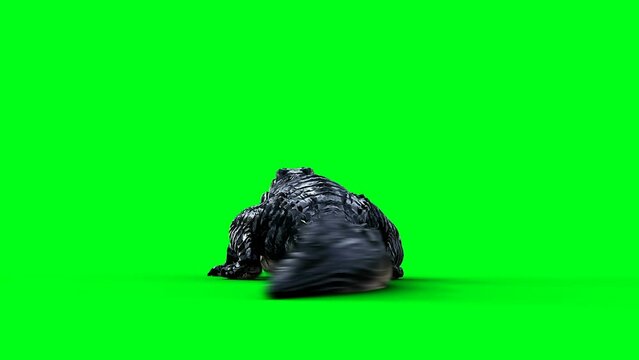 idle aggressive crocodile, alligator, reptile. 4k green screen isolate.