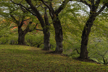 日本　北海道函館市にある五稜郭公園内の風景