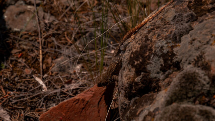 close up wildlife photo of an alligator lizard sitting on a rock