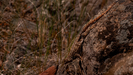 close up wildlife photo of an alligator lizard sitting on a rock