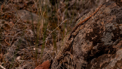 close up wildlife photo of an alligator lizard sitting on a rock