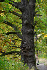 the old tree by the road