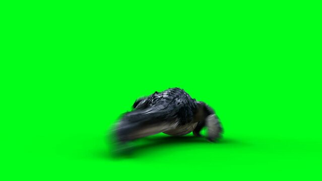 Running aggressive crocodile, alligator, reptile. 4k green screen isolate.