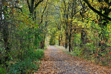 Fototapeta premium The way in the forest by the city
