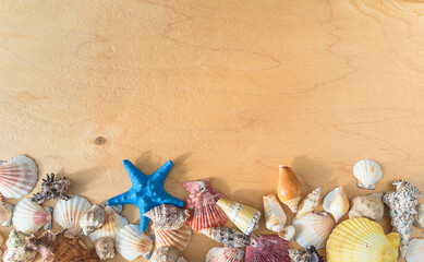 background with seashells and starfish