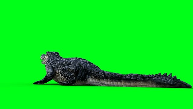 idle aggressive crocodile, alligator, reptile. 4k green screen isolate.