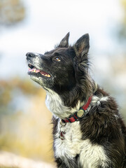 focused border collie dog portrait - attentive and obedient companion