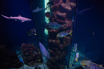 Aquarium, Fische, Riffhai