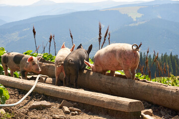 Several pigs on a farm in the mountains eat and drink from a wooden feeder. Pigs of pink, black and...