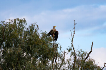 The white-tailed eagle (Haliaeetus albicilla)