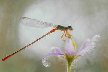 Damselfly in  Nature Art Place