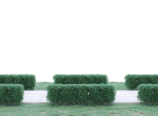 pathway in garden with green hedge isolated