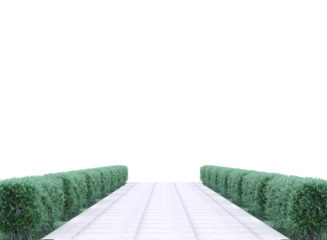 pathway in garden with green hedge isolated