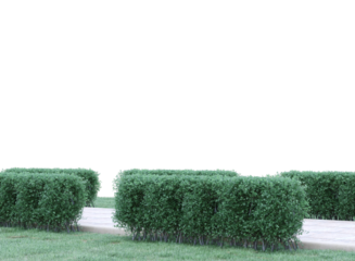 pathway in garden with green hedge isolated