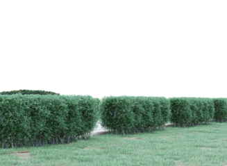 pathway in garden with green hedge isolated