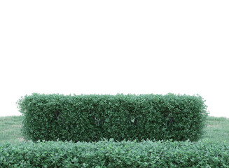 green hedge and grass isolated