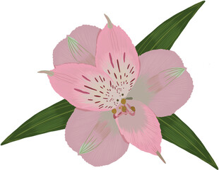Vector illustration with astelmeria flower